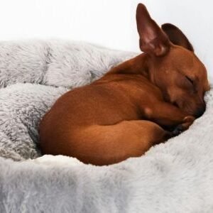 Camas donut para perros