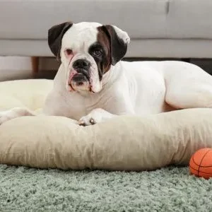 Colchones para perros