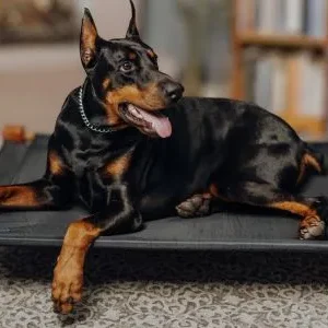 Camas elevadas para perros