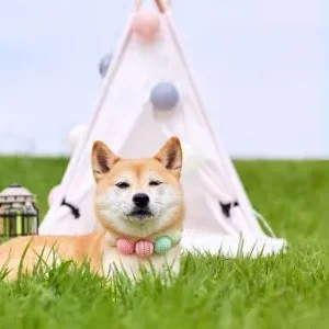 Camas Tipi para perros