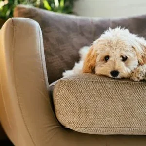 Camas sofá para perros