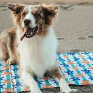 Camas refrescantes para perros