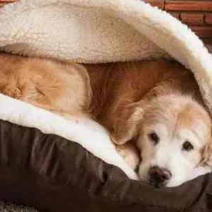 Camas cueva para perros