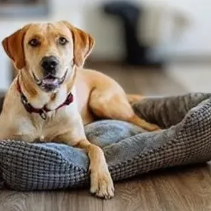 Camas cuadradas para perros
