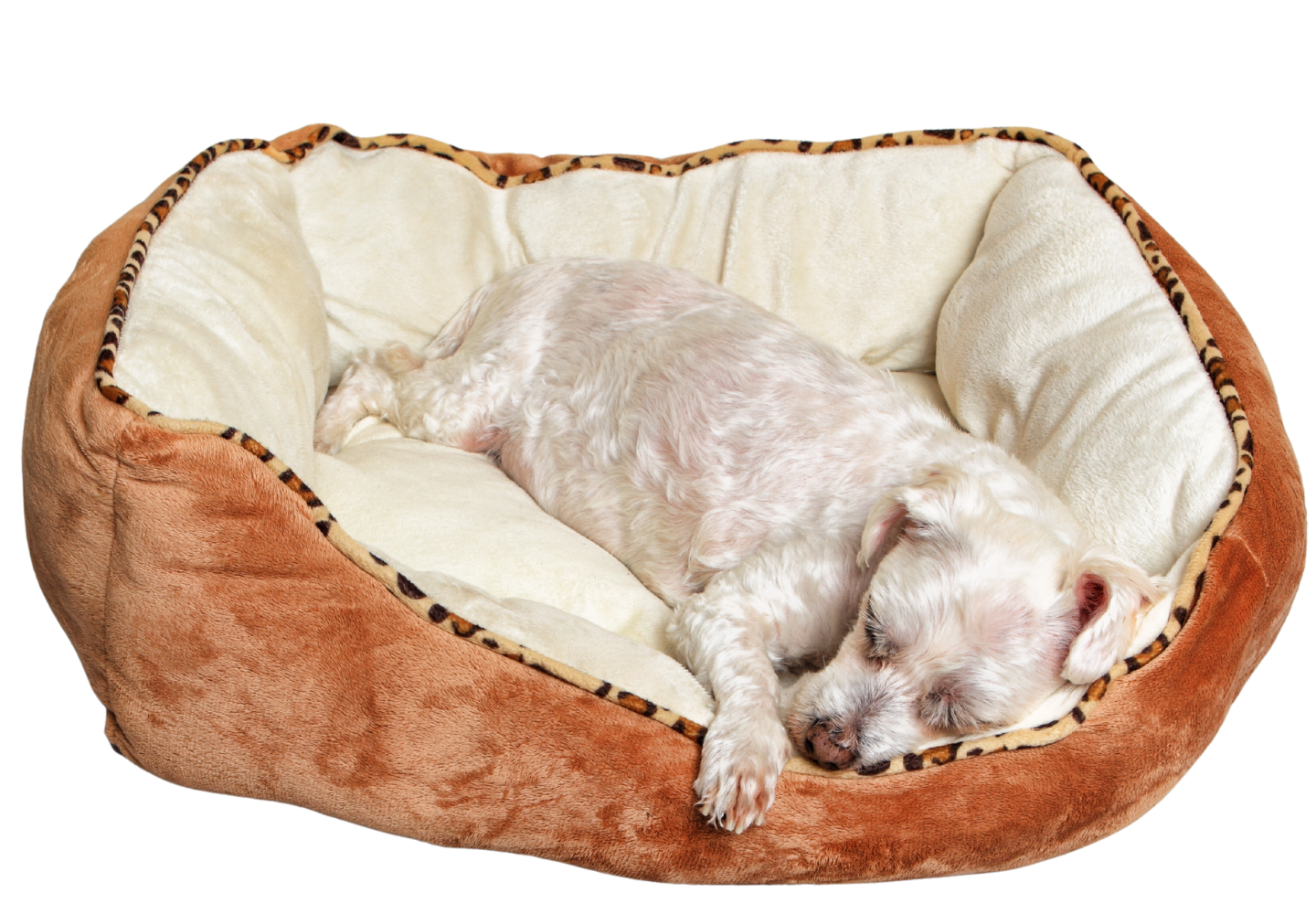 Camas cuadradas para perros perro blanco durmiendo